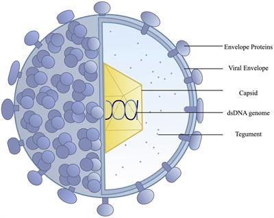 Developments in Vaccination for Herpes Simplex Virus